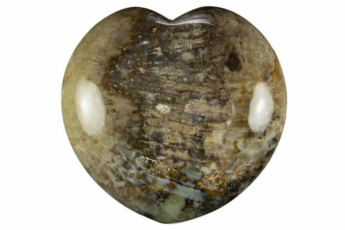 Polished Oligocene Fossil Coral Heart - Philippines #311976